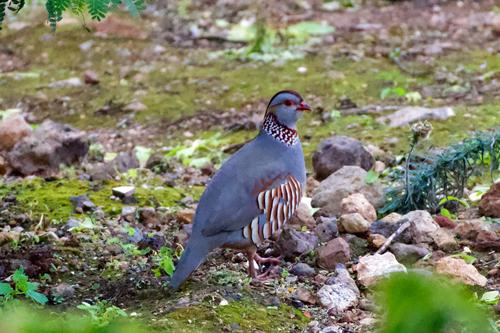 Felsenhuhn