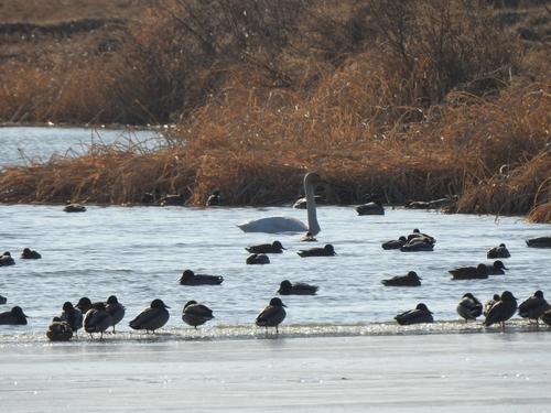 Singschwan (Jungvogel)