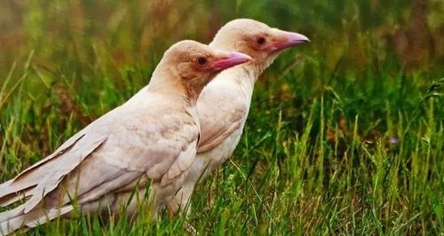 Rabenkrähe (Jungvogel)