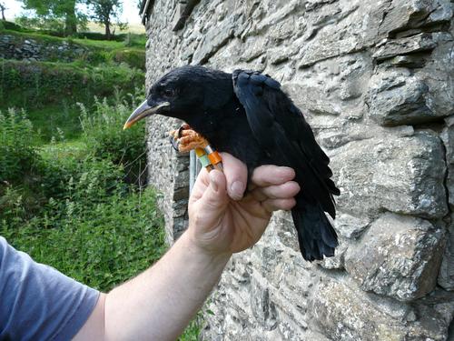 Alpenkrähe (Jungvogel)