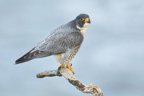 Wanderfalke (Männchen)