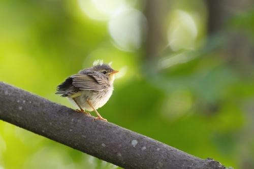 Fitis (Jungvogel)