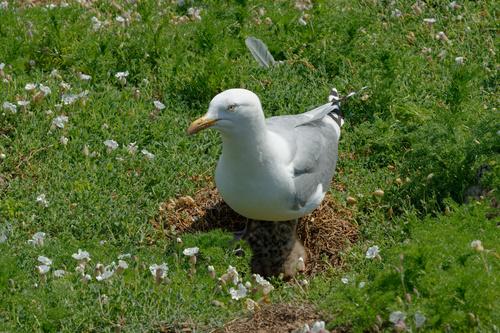 Silbermöwe (Jungvogel)