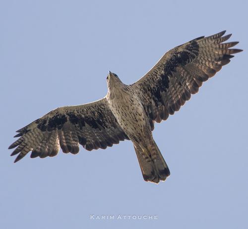 Habichtsadler