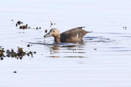 Scheckente (Jungvogel)