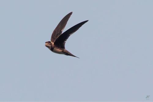 Alpensegler (Jungvogel)