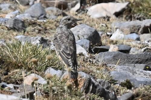 Steinrötel (Jungvogel)