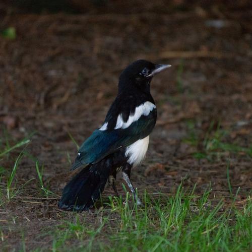 Elster (Jungvogel)