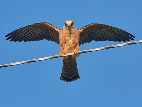 Rotfußfalke (Jungvogel)