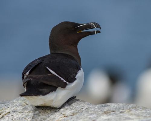 Tordalk