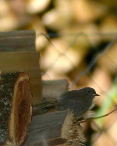 Hausrotschwanz (Jungvogel)