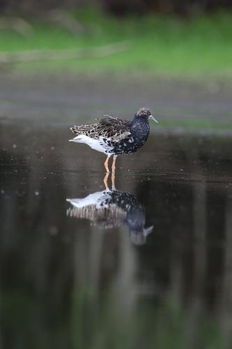 Kampfläufer