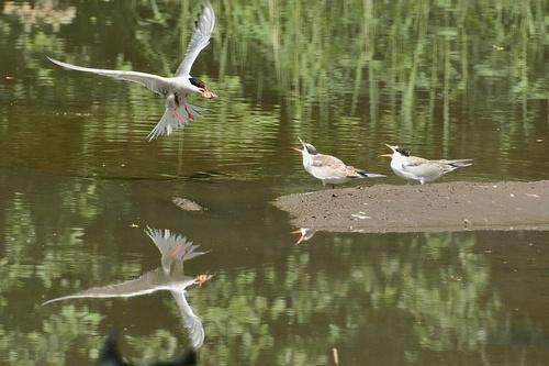 Flußseeschwalbe (Jungvogel)