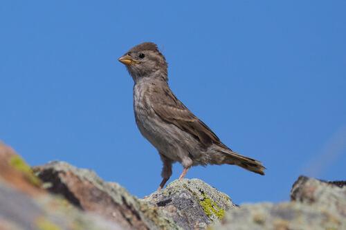 Steinsperling (Jungvogel)