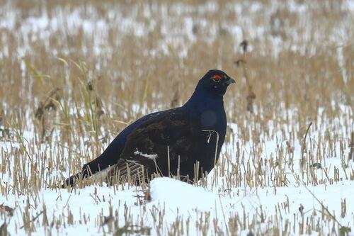 Birkhuhn (Jungvogel)