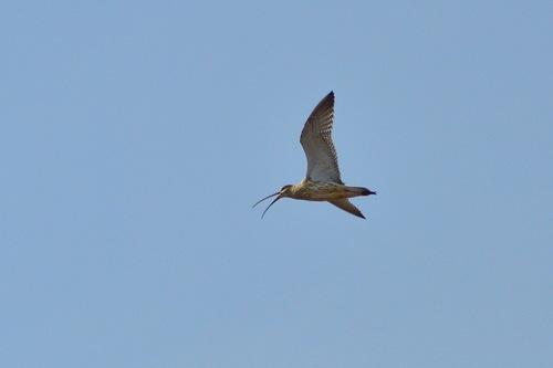 Brachvogel