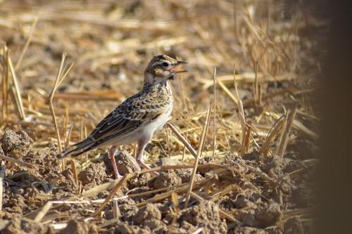 Kurzzehenlerche (Jungvogel)
