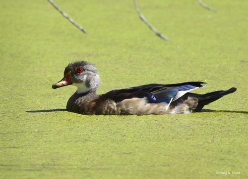Brautente (Jungvogel)