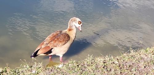 Nilgans