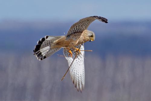 Turmfalke