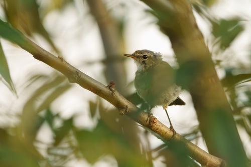 Zilpzalp (Jungvogel)