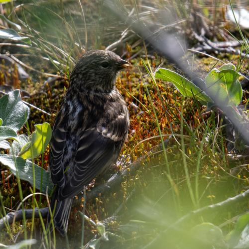 Birkenzeisig (Jungvogel)