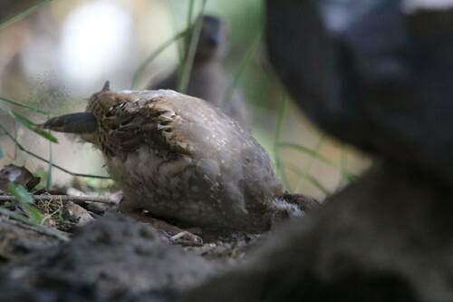 Felsenhuhn (Jungvogel)