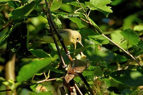 Gelbspötter (Jungvogel)