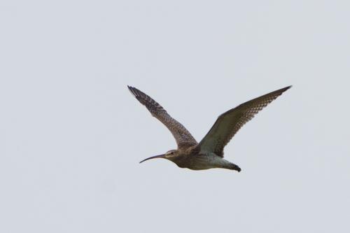 Brachvogel