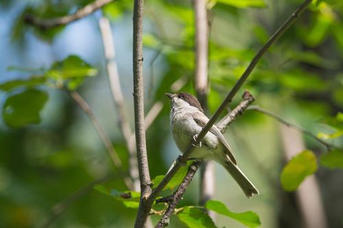 Weidenmeise (Jungvogel)