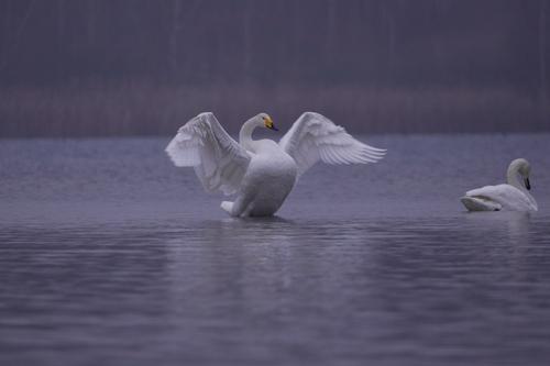 Singschwan (Männchen)