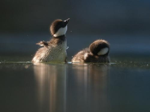 Schellente (Jungvogel)