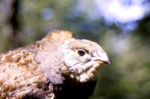 Auerhuhn (Jungvogel)