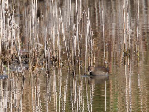 Teichhuhn (Weibchen)