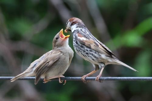 Weidensperling (Jungvogel)