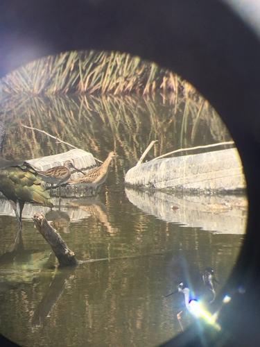 Kampfläufer (Jungvogel)