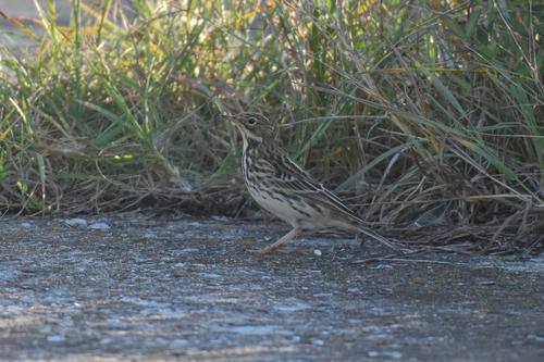 Rotkehlpieper (Jungvogel)