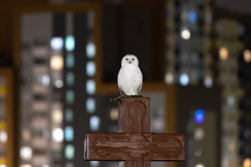 Schneeeule