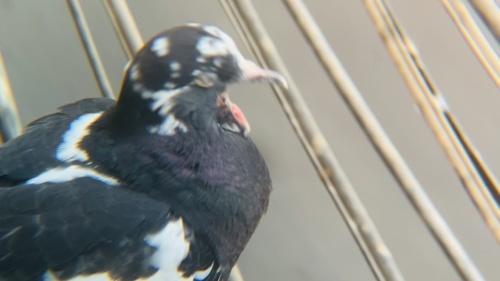 Felsentaube (Jungvogel)