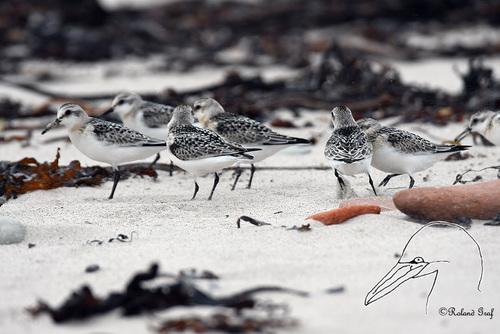 Sanderling