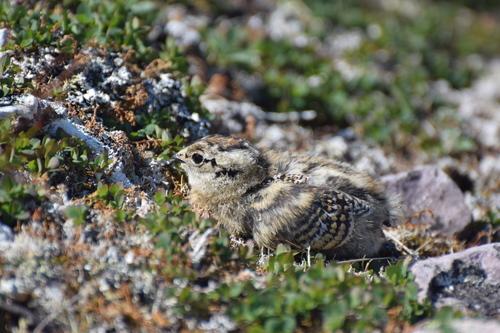 Alpenschneehuhn (Jungvogel)