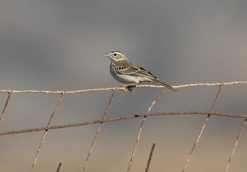 Kanarenpieper (Jungvogel)
