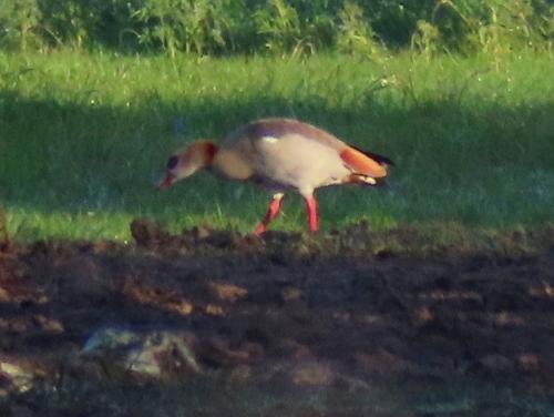Nilgans