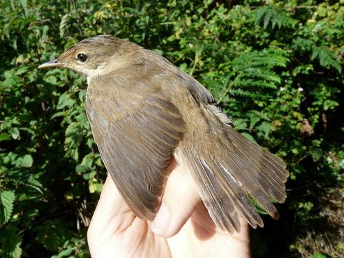 Teichrohrsänger (Jungvogel)