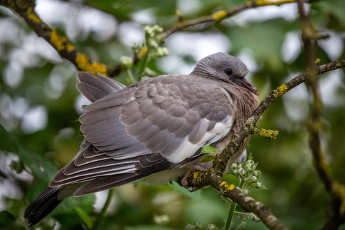 Ringeltaube (Jungvogel)