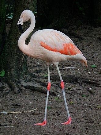 Chile-Flamingo