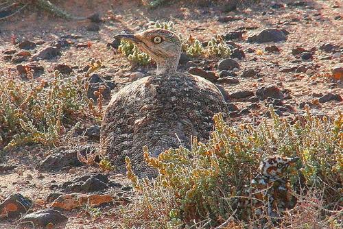 Saharakragentrappe (Jungvogel)