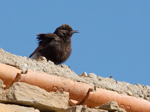 Trauersteinschmätzer (Jungvogel)