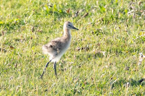 Uferschnepfe (Jungvogel)