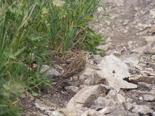 Bergpieper (Jungvogel)